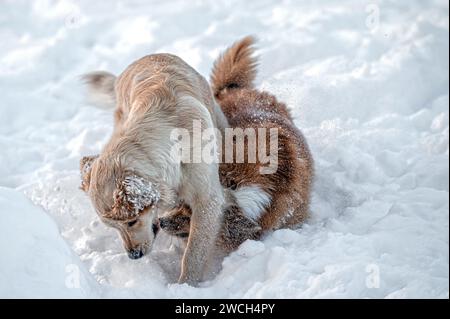 golden Retriever und welsh Corgi spielen an einem kalten Wintertag im weißen Schnee Stockfoto