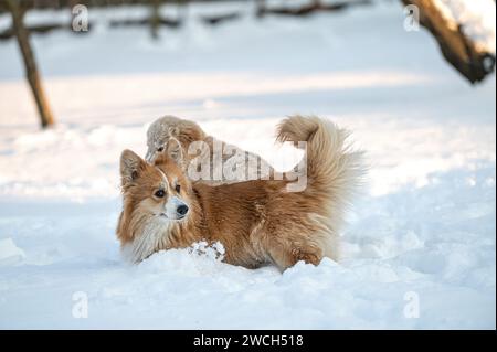 golden Retriever und welsh Corgi spielen an einem kalten Wintertag im weißen Schnee Stockfoto