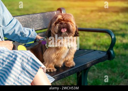 Lustiger, flauschiger Shih-Tzu, der zu Hause sitzt Stockfoto