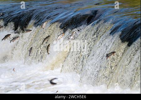 Fische laichen flussaufwärts. Vimba springt über den Wasserfall auf der Venta, Kuldiga, Lettland Stockfoto