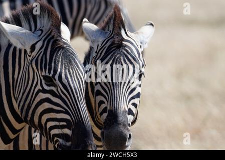 Zwei Zebras scheinen wütend aufeinander zu sein. Beide haben ihre Ohren wieder auf dem Kopf. Stockfoto