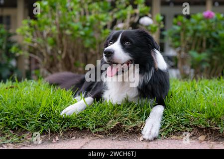 Border Collie Hündchen. Porträt eines Hundes, der auf dem Gras im Park ruht. Müder Hund liegt auf dem Boden. Stockfoto