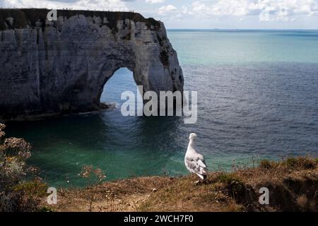 Dies ist eine Möwe auf einer felsigen Küste. Stockfoto