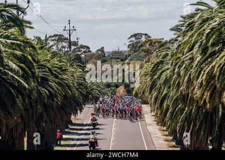 Adelaide, Australien. Januar 2024. Bild von Zac Williams/SWpix.com - 16/01/2024 - Radfahren - 2024 Tour Down Under - Stufe 1: Tanunda-Tanunda (144 km) - das Feld während der ersten Phase. Quelle: SWpix/Alamy Live News Stockfoto