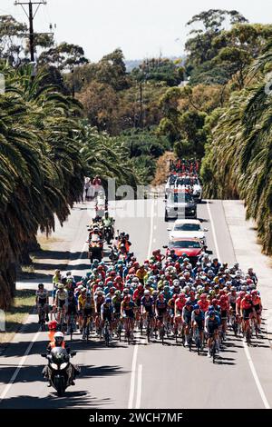 Adelaide, Australien. Januar 2024. Bild von Zac Williams/SWpix.com - 16/01/2024 - Radfahren - 2024 Tour Down Under - Stufe 1: Tanunda-Tanunda (144 km) - das Feld während der ersten Phase. Quelle: SWpix/Alamy Live News Stockfoto