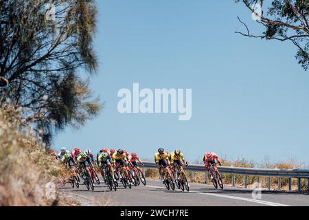 Adelaide, Australien. Januar 2024. Bild von Zac Williams/SWpix.com - 16/01/2024 - Radfahren - 2024 Tour Down Under - Stufe 1: Tanunda-Tanunda (144 km) - das Feld während der ersten Phase. Quelle: SWpix/Alamy Live News Stockfoto