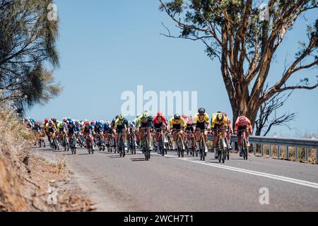 Adelaide, Australien. Januar 2024. Bild von Zac Williams/SWpix.com - 16/01/2024 - Radfahren - 2024 Tour Down Under - Stufe 1: Tanunda-Tanunda (144 km) - das Feld während der ersten Phase. Quelle: SWpix/Alamy Live News Stockfoto