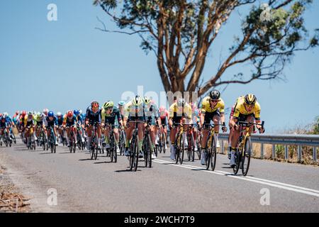 Adelaide, Australien. Januar 2024. Bild von Zac Williams/SWpix.com - 16/01/2024 - Radfahren - 2024 Tour Down Under - Stufe 1: Tanunda-Tanunda (144 km) - das Feld während der ersten Phase. Quelle: SWpix/Alamy Live News Stockfoto