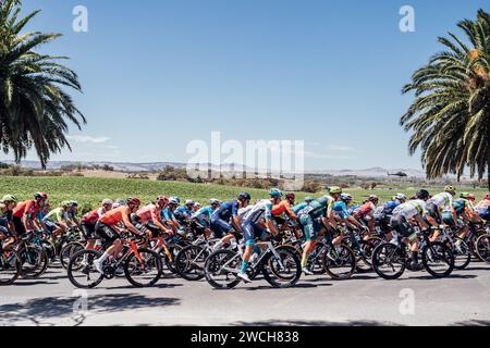 Adelaide, Australien. Januar 2024. Bild von Zac Williams/SWpix.com - 16/01/2024 - Radfahren - 2024 Tour Down Under - Stufe 1: Tanunda-Tanunda (144 km) - das Feld während der ersten Phase. Quelle: SWpix/Alamy Live News Stockfoto