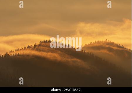 Berge im Nebel. Magische Morgenlandschaft in den nebeligen Bergen mit Bäumen bei Sonnenaufgang. Stockfoto