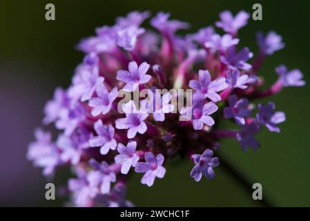 Eine violette Verbene Pflanze in der Sonne Stockfoto