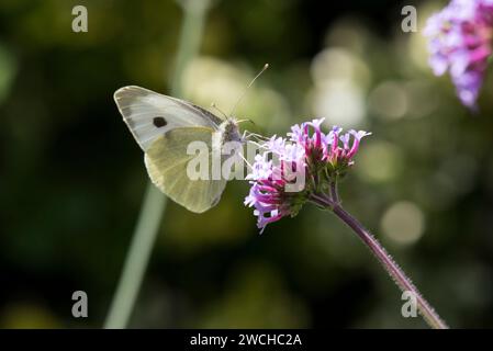 Ein weißer Schmetterling, der sich von einer violetten Eisenkraut-Blume in der Sonne ernährt Stockfoto