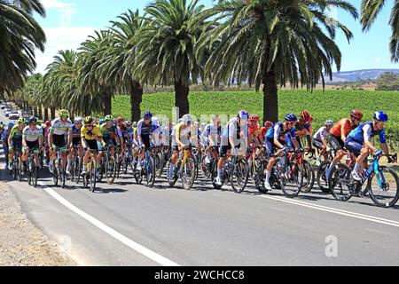 Fahrer, die 2024 bei der Tour Down Under in der Weinregion des Barossa Valley in South Australia antreten. Die Tour ist die erste Veranstaltung der UCI World Stockfoto