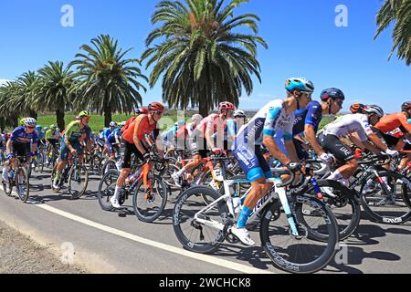 Fahrer, die 2024 bei der Tour Down Under in der Weinregion des Barossa Valley in South Australia antreten. Die Tour ist die erste Veranstaltung der UCI World Stockfoto