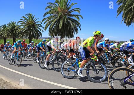 Fahrer, die 2024 bei der Tour Down Under in der Weinregion des Barossa Valley in South Australia antreten. Die Tour ist die erste Veranstaltung der UCI World Stockfoto