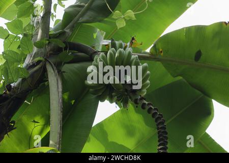 Weicher Fokus mit niedrigem Winkel: Ein Bündel unreifer grüner Bananen, die auf einem Bananenbaum wachsen, der in einer wilden Gegend wächst Stockfoto