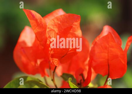 Wunderschöne und farbenfrohe Bougainvillea Blumen blühen im Garten im Frühling, tropische blühende Pflanzen indiens Stockfoto