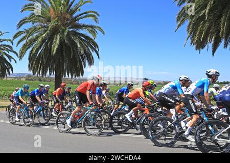 Fahrer, die 2024 bei der Tour Down Under in der Weinregion des Barossa Valley in South Australia antreten. Die Tour ist die erste Veranstaltung der UCI World Stockfoto