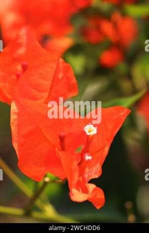 Wunderschöne und farbenfrohe Bougainvillea Blumen blühen im Garten im Frühling, tropische blühende Pflanzen indiens Stockfoto