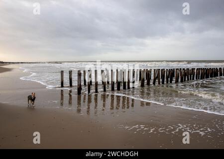 Goyne am Strand zwischen Oostkapelle und Domburg auf Walcheren, DOG, Zeeland, Niederlande. Buhne am Strand zwischen Oostkapelle und Domburg auf Walc Stockfoto