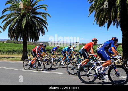 Fahrer, die 2024 bei der Tour Down Under in der Weinregion des Barossa Valley in South Australia antreten. Die Tour ist die erste Veranstaltung der UCI World Stockfoto