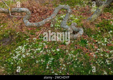 Knorrige Eiche, Moos und Flechten im Naturschutzgebiet de Manteling bei Domburg auf der Halbinsel Walcheren, Zeeland, Niederlande. Knorrige Eiche, Stockfoto