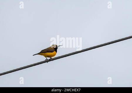 Sahul Sunbird oder Cinnyris frenatus beobachtet in Waigeo in West Papua, Indonesien Stockfoto