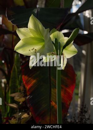 Die National Botanical Gardens of Ireland im Dublin Vorort Glasnevin. Stockfoto