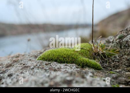 Grünes Moos auf alten Felsen in der Nähe des Flusses Stockfoto