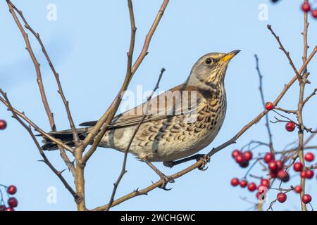 Turdus pilaris ernährt sich von Weißdornbeeren in Sussex, Großbritannien Stockfoto