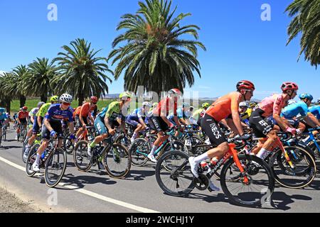 Fahrer, die in der ersten Phase der Tour Down Under 2024 in der Weinregion des Barossa Valley in South Australia antreten. Der Sieger Sam Welsford (81) trägt das grüne Trikot von Bora-Hansgrove. Foto: Russell Mountford/Alamy Live News Stockfoto