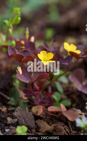 OXALIS Corniculata Stockfoto