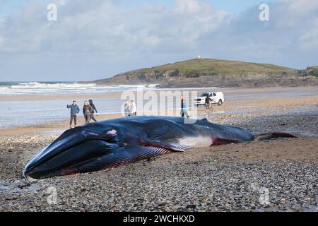 Die Kadaver des 16 Meter langen Finnwals wurden am Fistral Beach in Newquay in Cornwall in Großbritannien gespült. Stockfoto