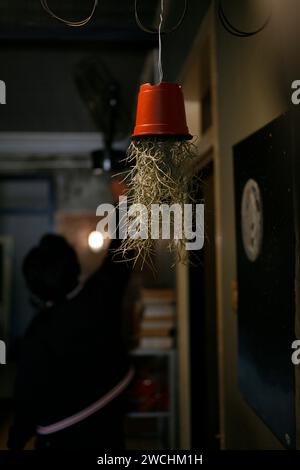 Spanische Moospflanzen oder Tillandsia usneoides hängen als Dekoration drinnen Stockfoto