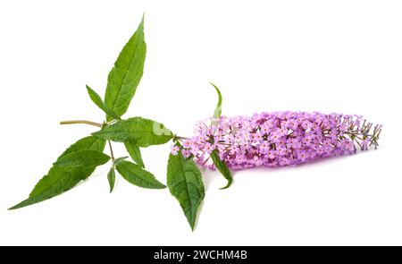 Buddleja Blumen isoliert auf weißem Hintergrund Stockfoto