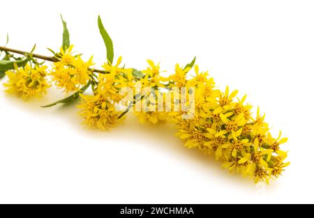 Europäische Goldrutenblüten isoliert auf weißem Hintergrund Stockfoto