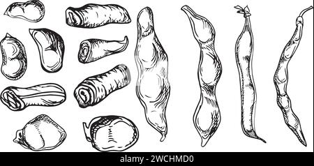 Set mit grünen Bohnen, String Bean Vektor Illustration isoliert auf weiß. Rote Nierentinte handgezeichnet. Bohnenschote mit schwarz-weißer Grafik. Sojabohnen Stock Vektor