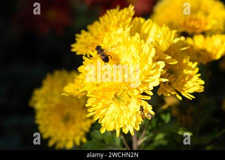 Hintergrund der gelben Chrysanthemenblätter. Bienen-Nahaufnahme auf einer Chrysanthemenblume im Garten. Schöne helle Chrysanthemen im selektiven Fokus. M Stockfoto