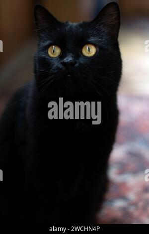 Vertikale Fotografie, die das Wesen einer Hauskatze festnimmt. Die Katze, mit fesselnden Tieraugen, sitzt anmutig und sieht aufmerksam aus. Eine Nahaufnahme Stockfoto