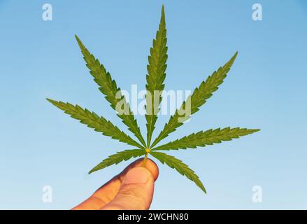 Cannabisblatt in der Hand auf der Sonne vor blauem Himmel Hintergrund. Stockfoto