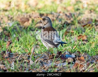 Fieldfare (Turdus pilaris) auf der Suche in einem Feld Perthshire, Schottland. Stockfoto