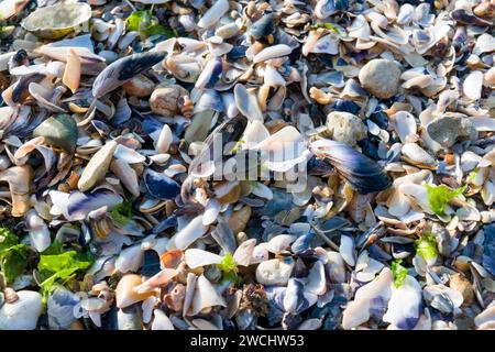 Textur von Kieseln, Muscheln, Muschelfragmenten und Algen am Strand; die Partikel, die einen Strand bilden, bestehen aus Felsen, Sand, Kies, Muscheln und Algen. Stockfoto