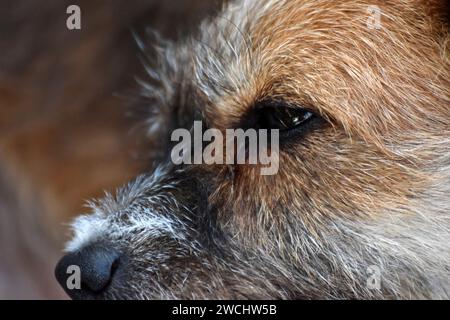 Nahaufnahme des Hundeprofils, eines Hundes gemischter Rasse zwischen Jack Russel Terrier und weißem Bichon namens Cookie; sehen Sie ihre sanften Augen, während sie beiseite schaut. Stockfoto