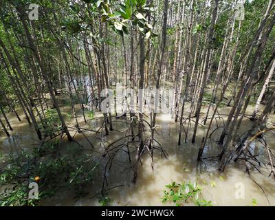 Mangrovenbäume in Tanjung Piai, Malaysia Stockfoto