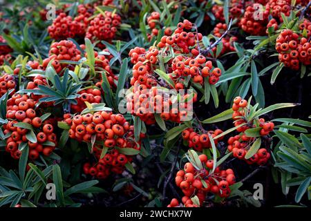 Pyracantha coccinea (Crataegus coccinea). Rote Beeren auf einem Zweig. Stockfoto