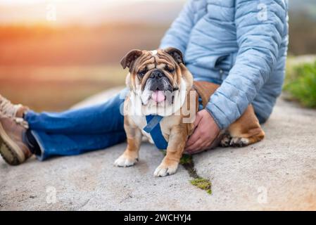 Ein glücklicher Rentner mit englischen Bulldoggen, die bei Sonnenuntergang im Peak District spazieren gehen. Hundetraining. Freizeit im Ruhestand Stockfoto