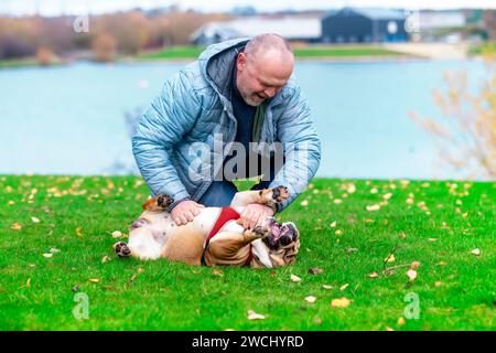 Ein glücklicher Rentner mit englischen Bulldoggen, die bei Sonnenuntergang im Peak District spazieren gehen. Hundetraining. Freizeit im Ruhestand Stockfoto