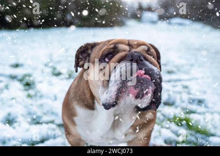 Red English British Bulldog in Orange für einen Spaziergang auf dem Schnee an sonnigen Tag zu halten Stockfoto