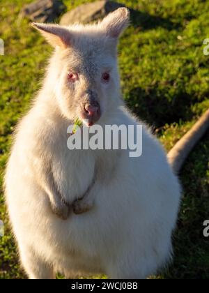 Albino Wallaby posiert mit seinen rosa Augen und isst ein leckeres Blatt. Stockfoto