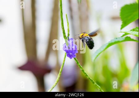Zimmermannsbiene im Flug, Besuch von Blumen von Blue Porter Weed, auch bekannt als Blue Snakeweed, um Nektar daraus zu bekommen. Stockfoto